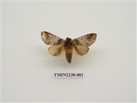 藏品(韋氏迴舟蛾)的圖片